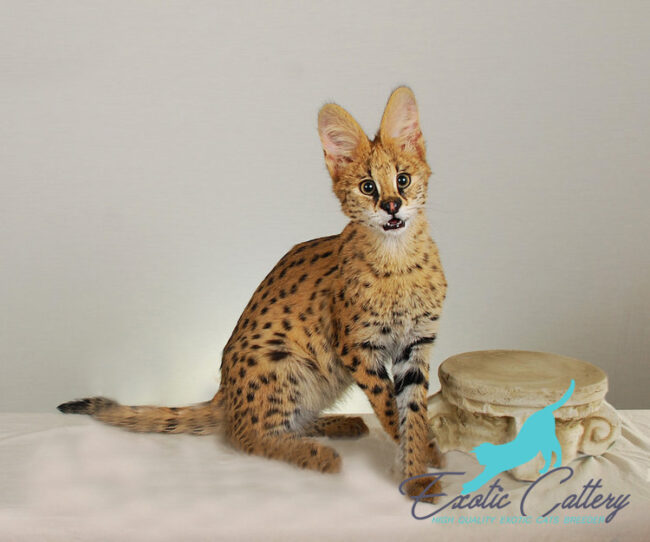 Expert Serval Cat Training: Ensuring Happy, Healthy Exotic Pets Professional serval cat trainer working with a serval in an outdoor enclosure - Serval Cat Training: