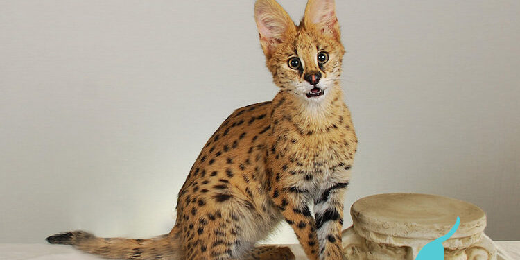 Expert Serval Cat Training: Ensuring Happy, Healthy Exotic Pets Professional serval cat trainer working with a serval in an outdoor enclosure - Serval Cat Training: