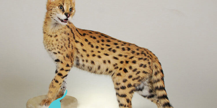 Serval Cats for Sale UK