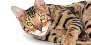 Shipping Savannah Kittens Shipping Savannah Kittens - Full Grown Savannah Cat