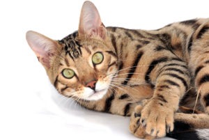 Shipping Savannah Kittens Shipping Savannah Kittens - Full Grown Savannah Cat