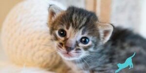 What are Exotic Kittens What are Exotic Kittens