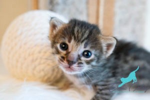 What are Exotic Kittens What are Exotic Kittens