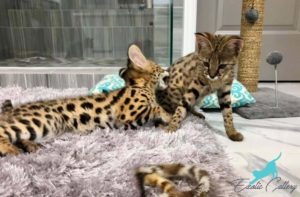 Why Choose a Savannah Cat Savannah vs Serval Kitten Comparison