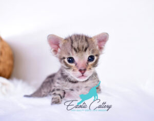 F3 Savannah cat sitting alert, showcasing spotted coat and large ears