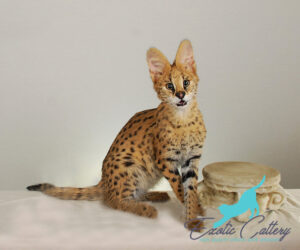 Serval Kittens for Sale Australia: Serval kitten playing in an outdoor enclosure in Australia