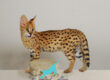 Serval Kittens for Sale Canada Price : Serval kitten looking at something to catch