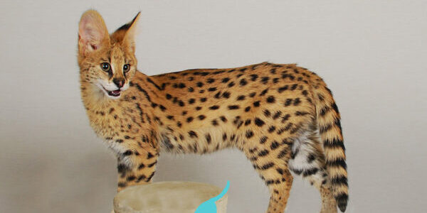 Serval Kittens for Sale Canada Price : Serval Kittens for Sale in Canada: Price Guide and Ownership Tips Serval Kittens for Sale Canada Price : Serval kitten looking at something to catch