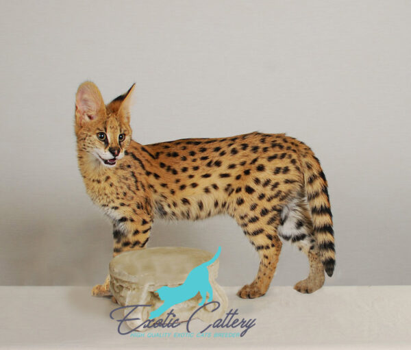 Serval Kittens for Sale Canada Price : Serval Kittens for Sale in Canada: Price Guide and Ownership Tips Serval Kittens for Sale Canada Price : Serval kitten looking at something to catch