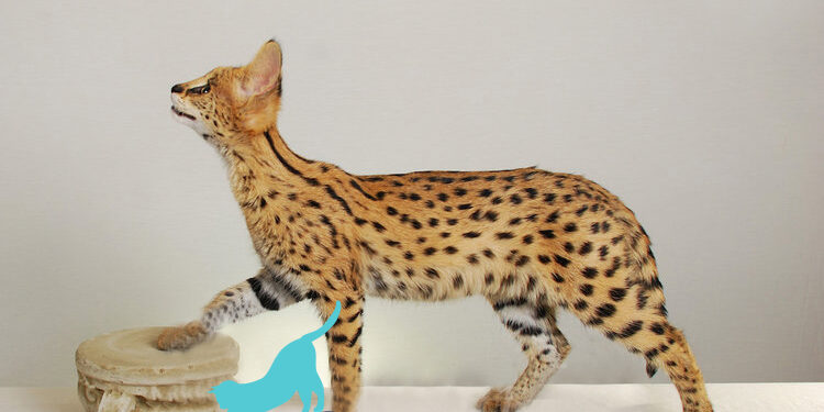 Serval Kittens for Sale New York Price Serval Kittens for Sale New York Price – Understanding the price and legal requirements