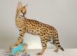 serval kittens for sale London price : Serval kitten sitting alert, looking directly at camera