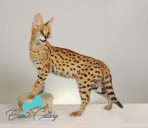 serval kittens for sale London price : Serval kitten sitting alert, looking directly at camera